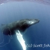 whale_humpback_h_00294_dom3696.jpg